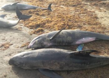 Over 60 'dolphins', big fishes wash ashore dead in Axim, Osu and Keta in 2 days