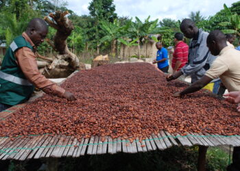 Ghana loses over 100,000 metric tons of cocoa to smuggling - COCOBOD