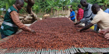 Ghana loses over 100,000 metric tons of cocoa to smuggling - COCOBOD