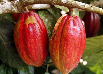28 eight-year-old cocoa farmer encourages youth to venture into agriculture