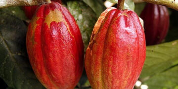 28 eight-year-old cocoa farmer encourages youth to venture into agriculture