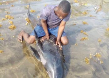 Surrender fish you took home – FDA tells coastal dwellers