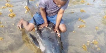 Surrender fish you took home – FDA tells coastal dwellers