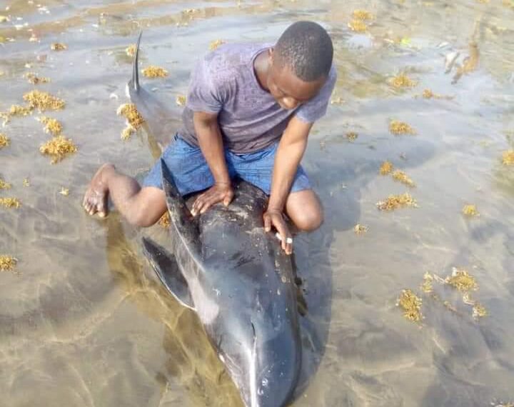 Surrender fish you took home – FDA tells coastal dwellers