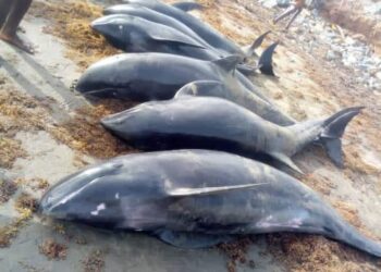 Don’t consume washed-ashore fishes – FDA warns public