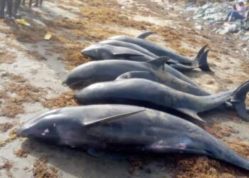 Washed-ashore fish is our Easter blessing – W/R Coastal dwellers