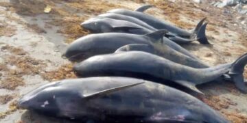 Washed-ashore fish is our Easter blessing – W/R Coastal dwellers