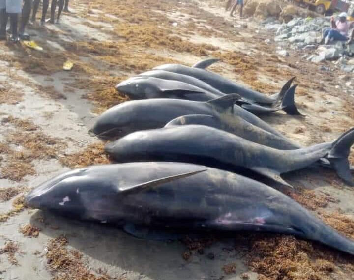 Washed-ashore fish is our Easter blessing – W/R Coastal dwellers