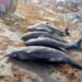 Washed-ashore fish is our Easter blessing – W/R Coastal dwellers