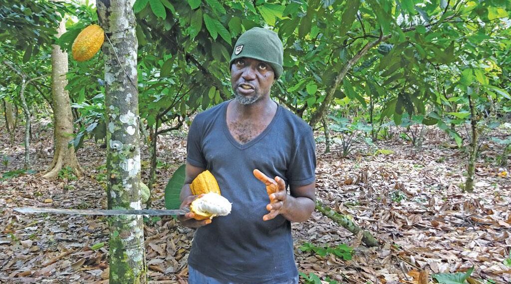 We’ll die of thirst if our cocoa farms are overtaken – Farmer laments