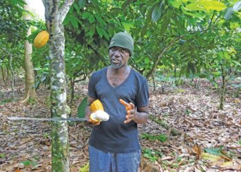 We’ll die of thirst if our cocoa farms are overtaken – Farmer laments