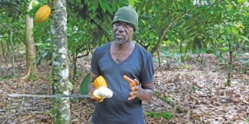 We’ll die of thirst if our cocoa farms are overtaken – Farmer laments