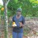 We’ll die of thirst if our cocoa farms are overtaken – Farmer laments