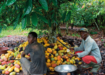 Gov't support can lessen our burden - cocoa farmer