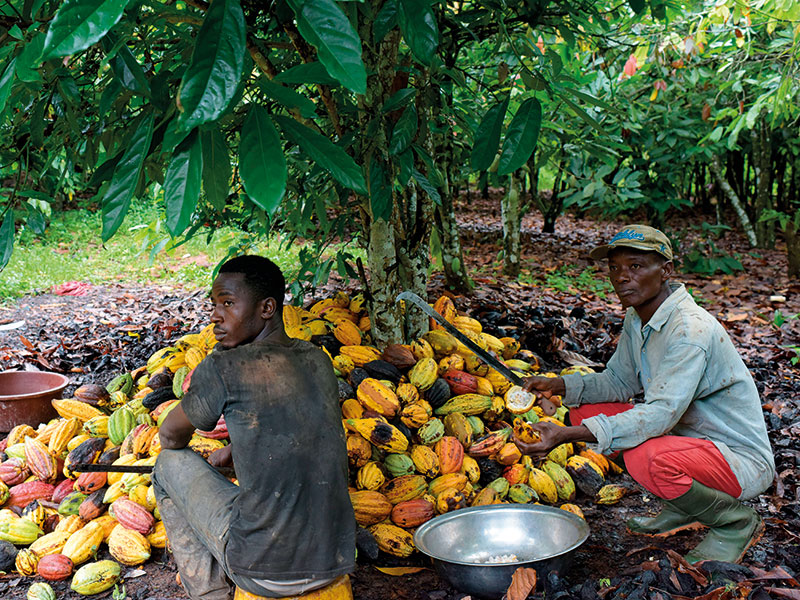 Gov't support can lessen our burden - cocoa farmer