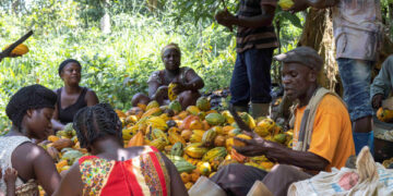 We don’t want free gov’t farm inputs – Cocoa farmer asserts