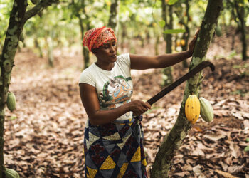 We also deserve allowances – Cocoa farmers tells gov’t