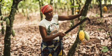 We also deserve allowances – Cocoa farmers tells gov’t