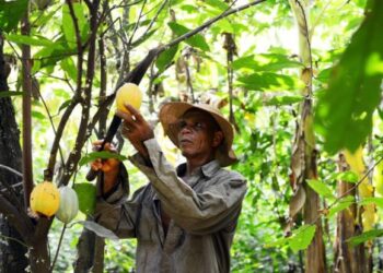 We always die off when it’s time to benefit from our labour – Cocoa farmer laments