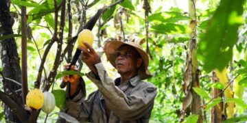 We always die off when it’s time to benefit from our labour – Cocoa farmer laments