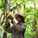 We always die off when it’s time to benefit from our labour – Cocoa farmer laments