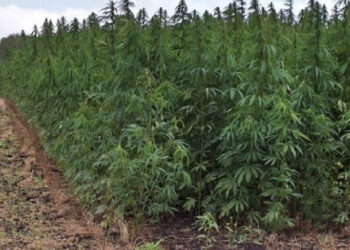 Ghana to legalized ‘weed’ farming