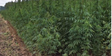 Ghana to legalized ‘weed’ farming