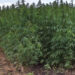 Ghana to legalized ‘weed’ farming