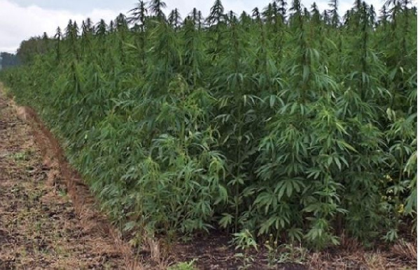 Ghana to legalize ‘weed’ farming