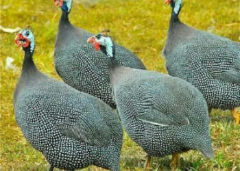 Gov't to construct guinea fowl factory in Bawku - Prez Nana Addo