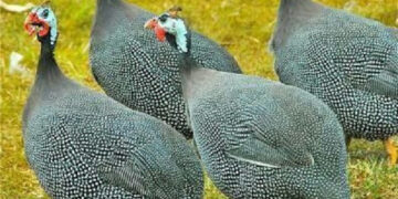 Gov't to construct guinea fowl factory in Bawku - Prez Nana Addo