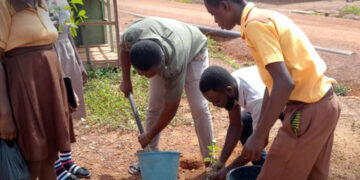 Green Ghana Project: Over 7 million seedlings distributed