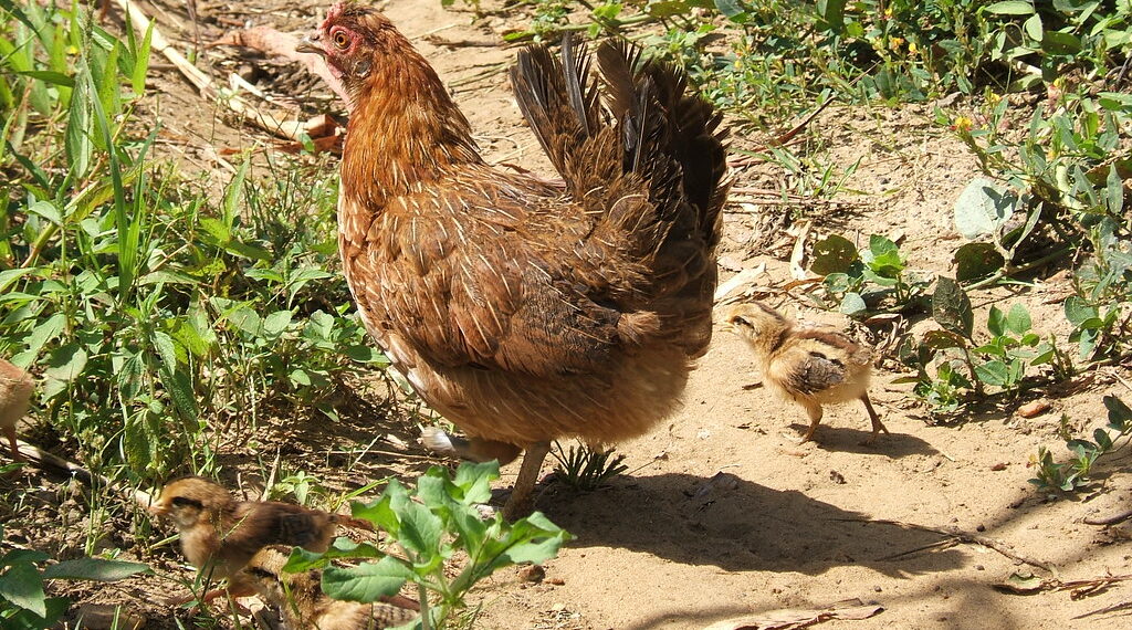 Man ends up sleeping with a hen