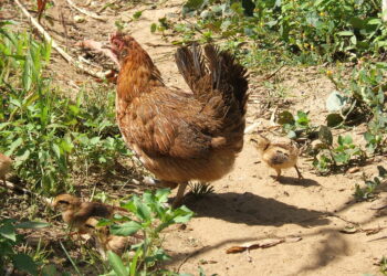 Man ends up sleeping with a hen