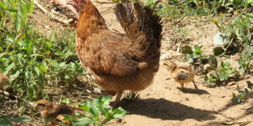 Man ends up sleeping with a hen