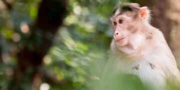 China reports its first death of a human from rare Monkey B virus
