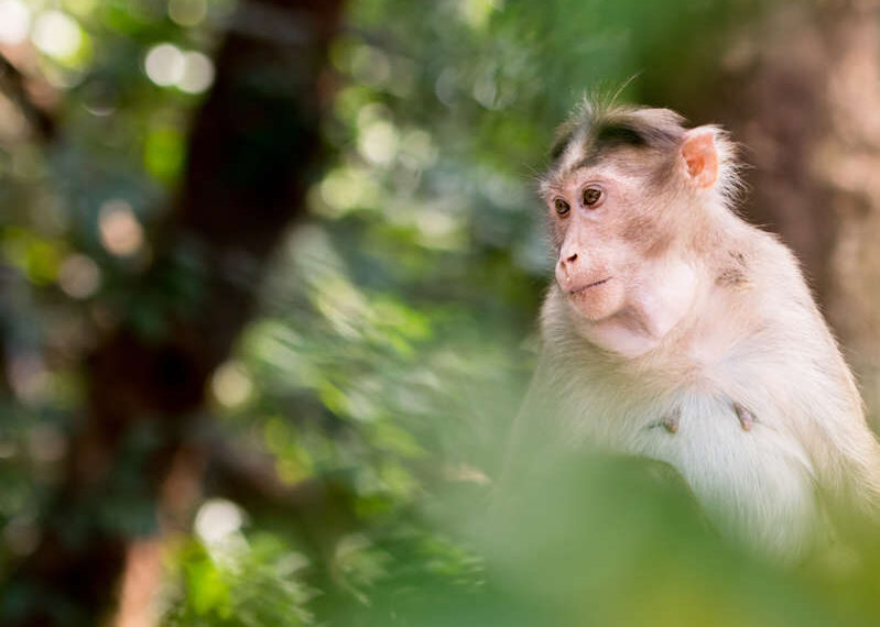 China reports its first death of a human from rare Monkey B virus