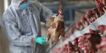 Bird Flu outbreak: Situation not dire-Poultry Farmers Association assures Ghanaians