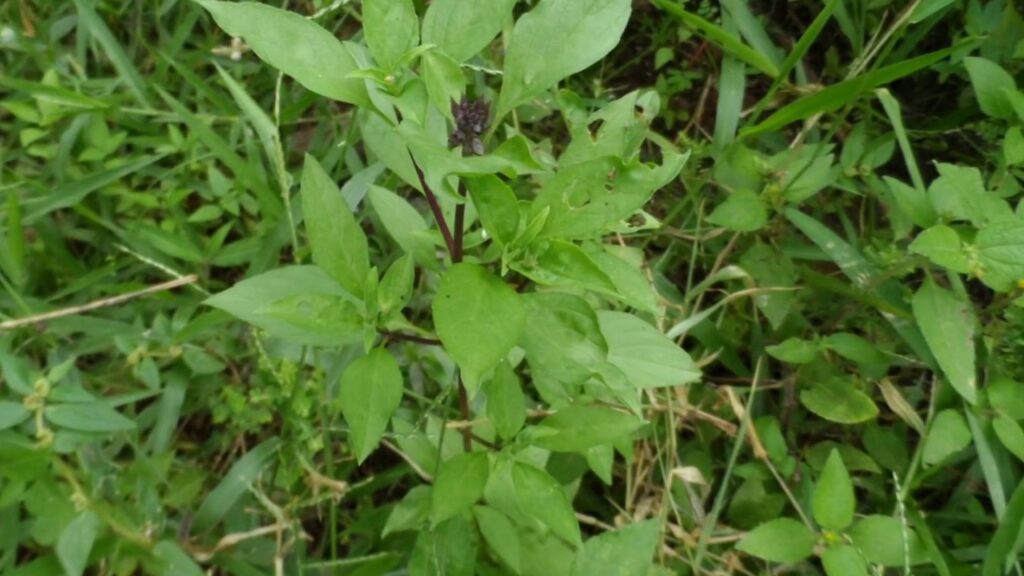 herbs