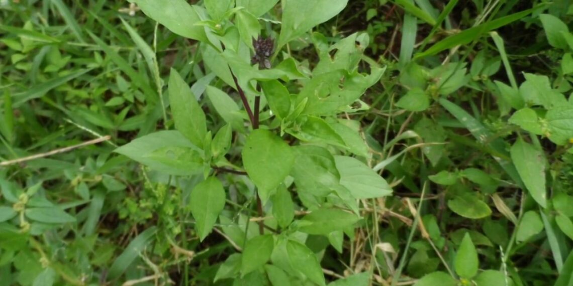herbs