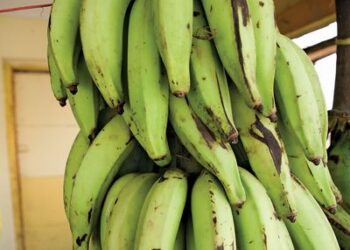 Prophet shares the benefit of Plantain to men