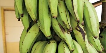 Prophet shares the benefit of Plantain to men