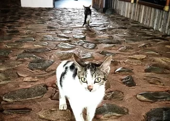 Prophet Gabriel Twumasi shared why cats should be kept as pets