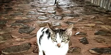 Prophet Gabriel Twumasi shared why cats should be kept as pets