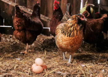Find out here the spiritual benefits of eggs