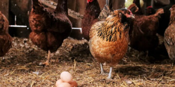 Find out here the spiritual benefits of eggs