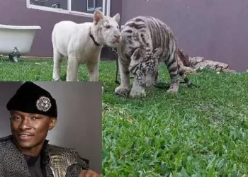 Wildlife division clears Nana Bediako to keep tigers at Wonda World Estates