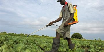 Many unapproved chemicals still in use in Ghanaian agriculture