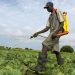 Many unapproved chemicals still in use in Ghanaian agriculture