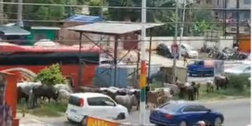 Video: Cattle take over some major streets in Accra